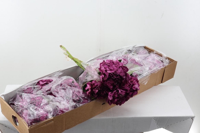 <h4>Hydr Vino Tinto Box</h4>