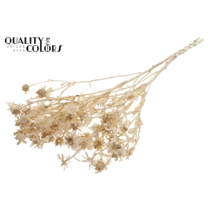 Carthamus per bunch Bleached Frosted White