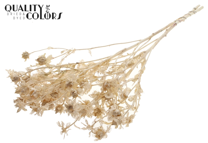 <h4>Carthamus per bunch Bleached Frosted White</h4>