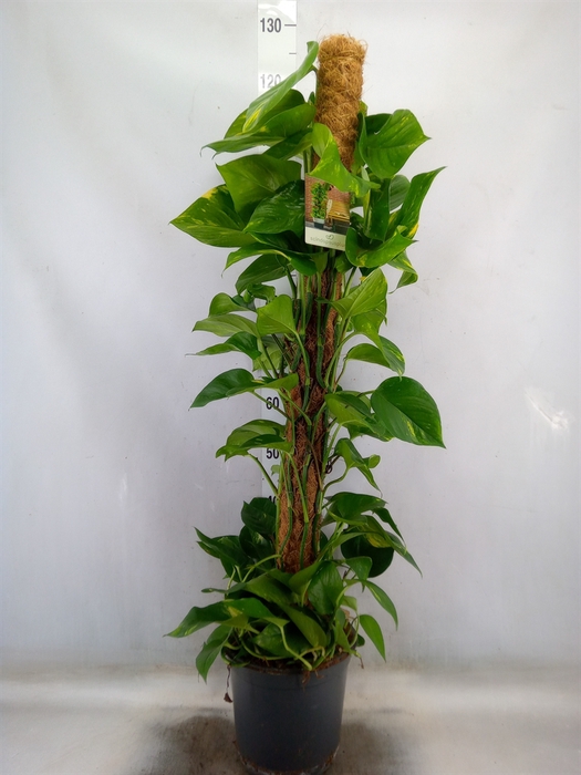 <h4>Epipremnum pinn.   ...moss stick</h4>