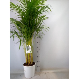 Dypsis lutescens   ...Chrysalidoca