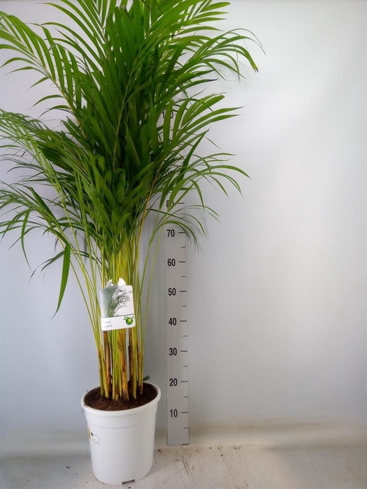 <h4>Dypsis lutescens   ...Chrysalidoca</h4>