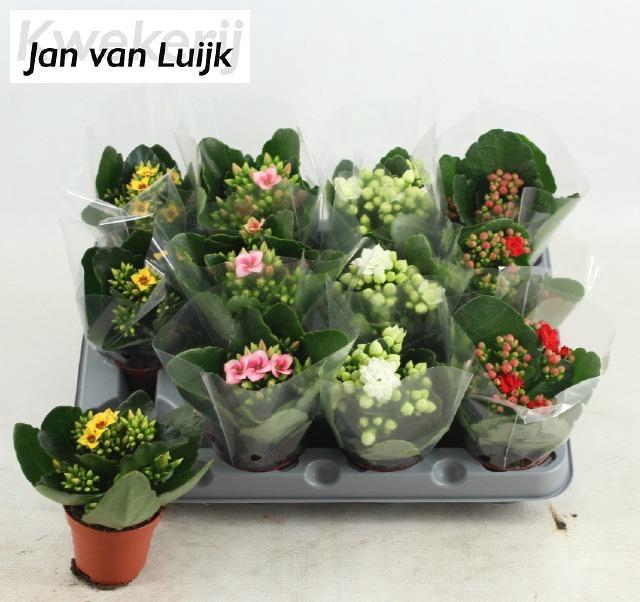 <h4>Kal Ge Gem 4 Kl</h4>