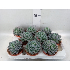 Echeveria   ...