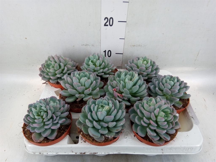 <h4>Echeveria ...</h4>