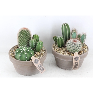 arr2 UB - Cactus Choko schaal x3