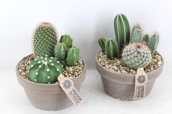 <h4>arr2 UB - Cactus Choko schaal x3</h4>