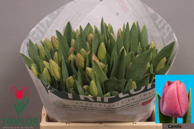 <h4>TU EN CAROLA</h4>