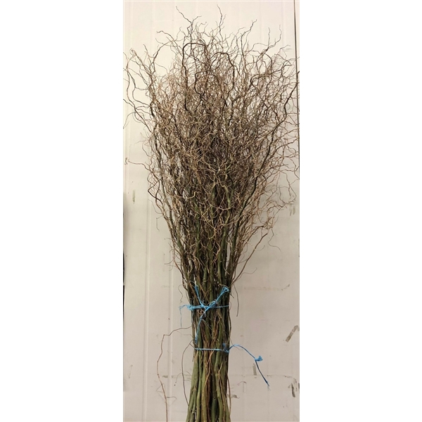 <h4>SALIX220CM X50 TAK</h4>