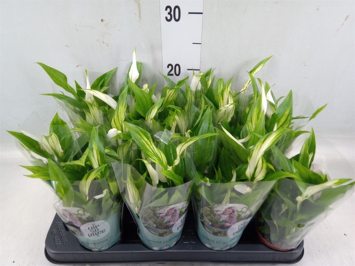 <h4>Spathiphyllum  'Pearl Cupido'</h4>