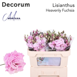 Lisianthus Dye heavenly fuchsia