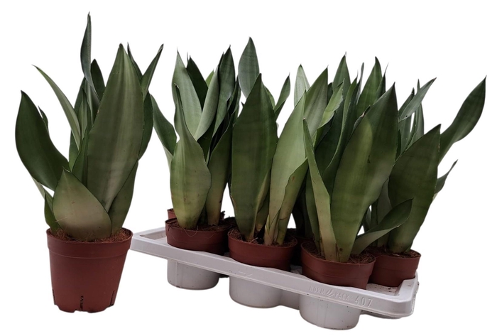 <h4>SANSEV MOONSHINE</h4>