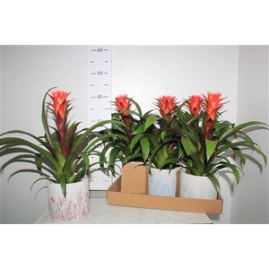 Guzm Hope In Black Keramiek Pot