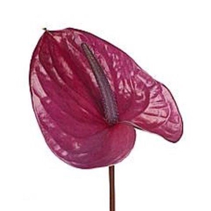 Anthurium Utah
