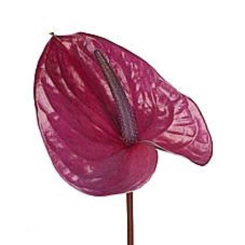 <h4>Anthurium Utah</h4>