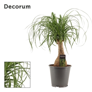 Beaucarnea Recht 19 cm Containerpot (Decorum)