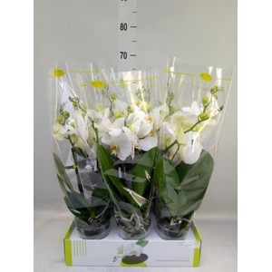 Phalaenopsis   ...white