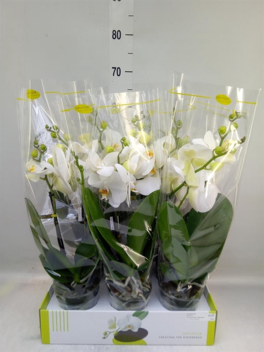 <h4>Phalaenopsis   ...white</h4>