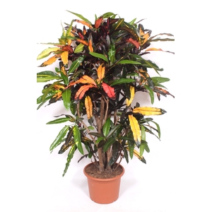 Codiaeum Mango (Croton)
