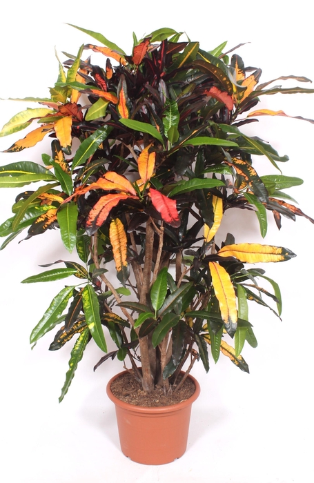 <h4>Codiaeum Mango (Croton)</h4>
