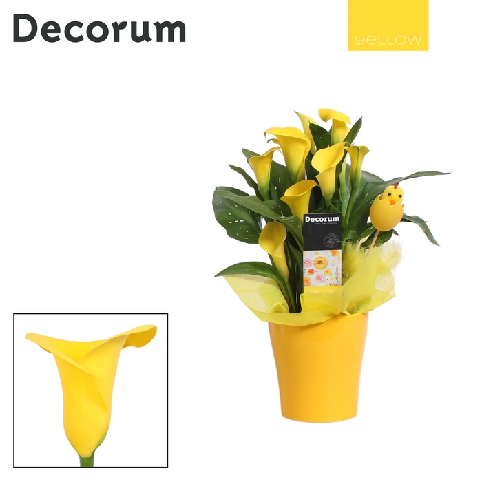 <h4>Zantedeschia Geel in Ompot Amy Geel PASEN (Decorum)</h4>