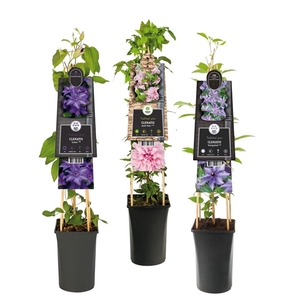 Mixtray Clematis exclusive varieties +3.0 label