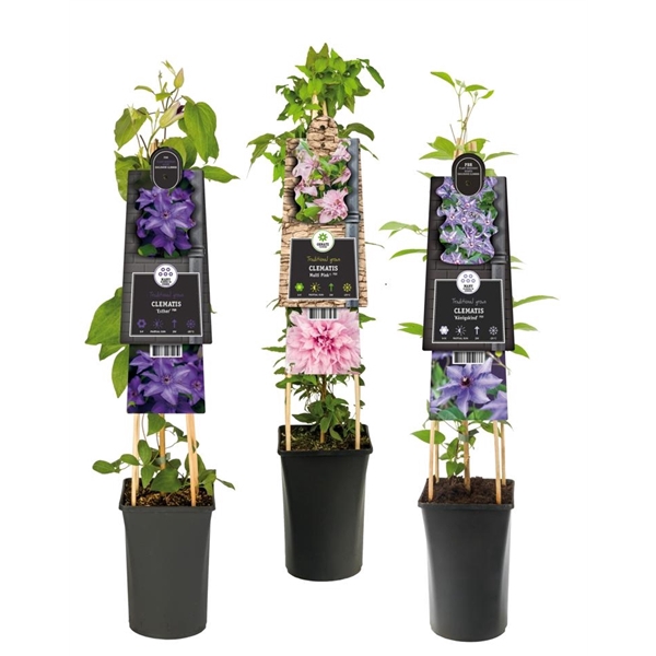 <h4>Mixtray Clematis exclusive varieties +3.0 label</h4>