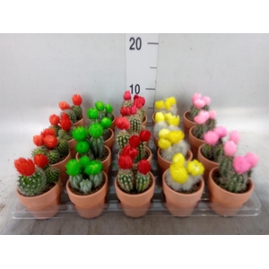 Cactus   ...decorated