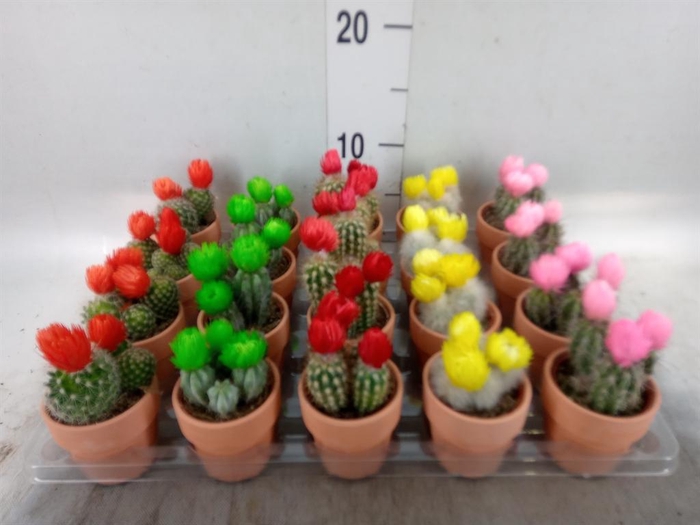 <h4>Cactus ...decorated</h4>