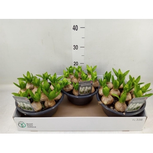 Hyacinthus orie. 'Pearl White'