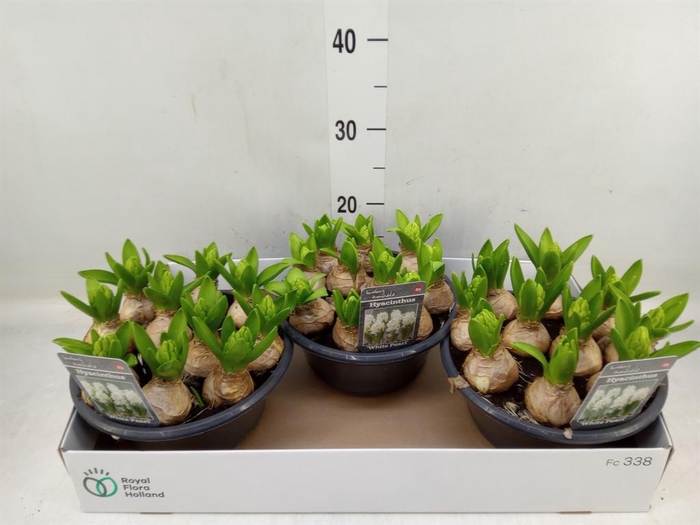 <h4>Hyacinthus orie. 'Pearl White'</h4>