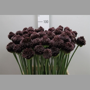 Allium Forelock
