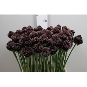 Allium Forelock
