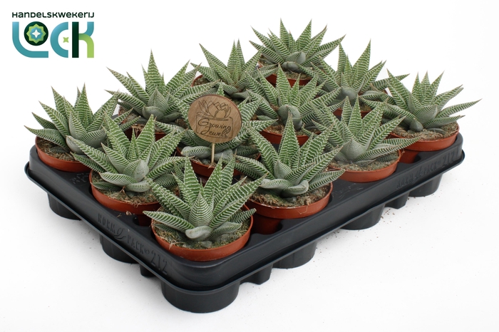 <h4>Haworthia Spider White</h4>