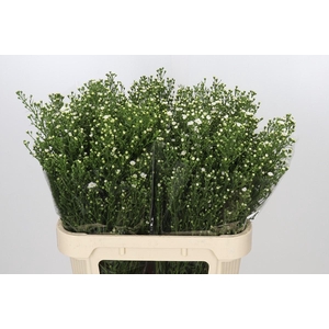 Aster Paquita