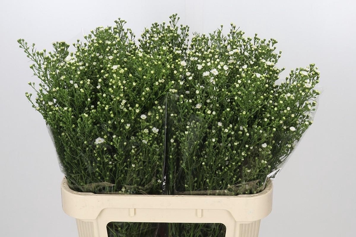 <h4>Aster Paquita</h4>