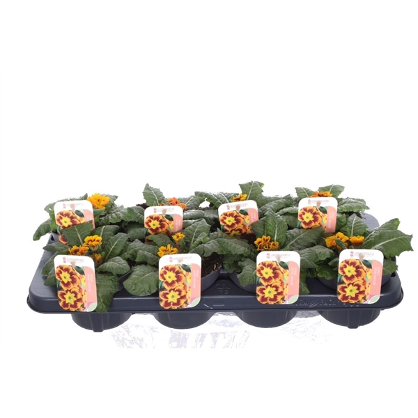 <h4>Primula elatior Castillian</h4>