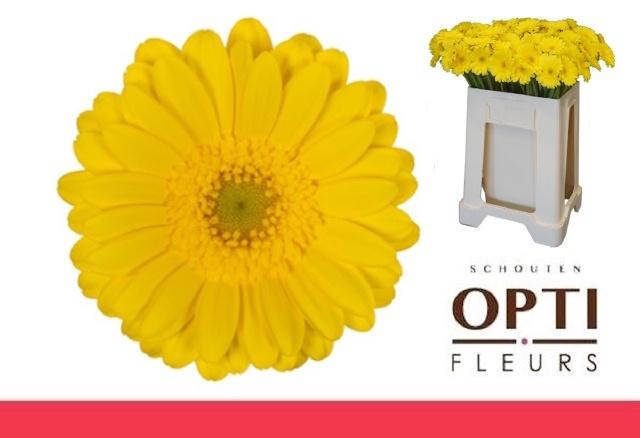 <h4>GE MI MORENO</h4>