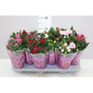 Rosa Beau Monde Gemengd