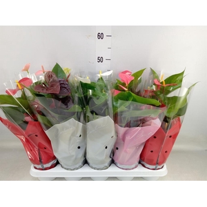 Anthurium   ...mix 4