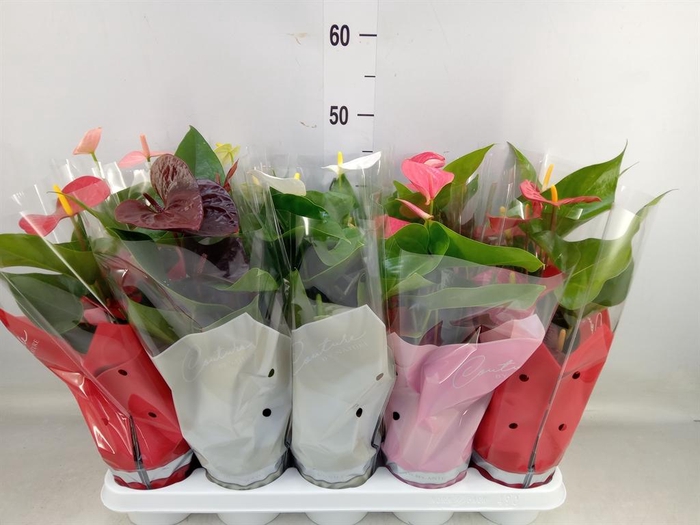 <h4>Anthurium ...mix 4</h4>