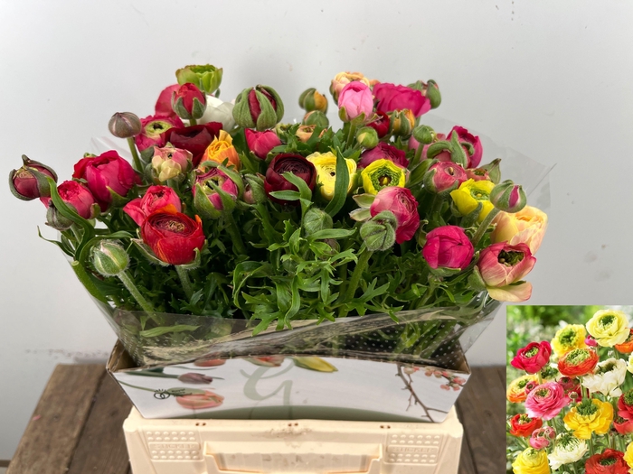 <h4>RAN REINET GEM</h4>