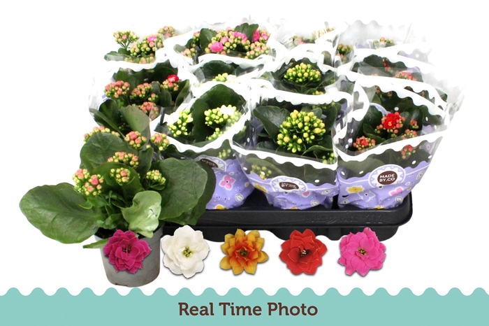 <h4>KAL GE GEM 5 KL</h4>