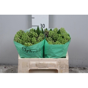 Hyac Splend Cornelia