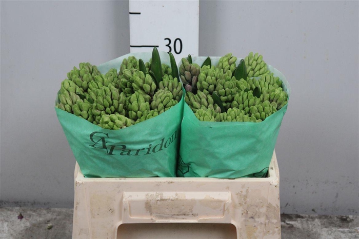 <h4>Hyac Splend Cornelia</h4>