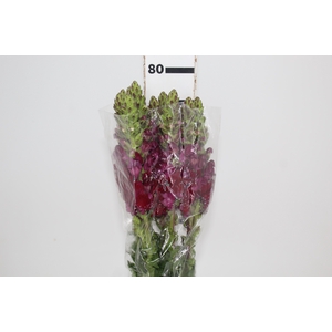 BOCA DE LEAO MONACO RED 080 CM