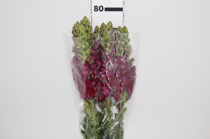 <h4>BOCA DE LEAO MONACO RED 080 CM</h4>