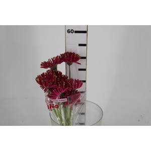 GERBERA SPIDER BAMBU < 050 CM > 10 CM DIAM