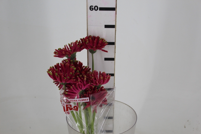GERBERA SPIDER BAMBU < 050 CM > 10 CM DIAM