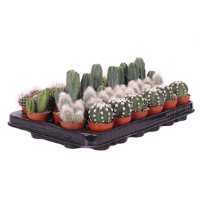 Cactus mix 5,5 cm